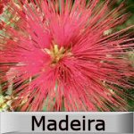 madeira