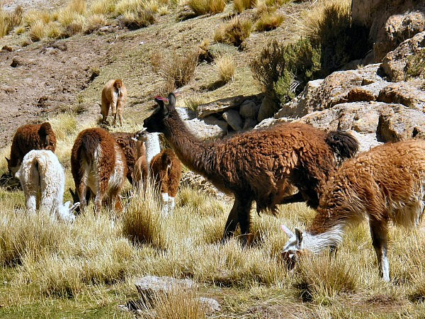 lama's