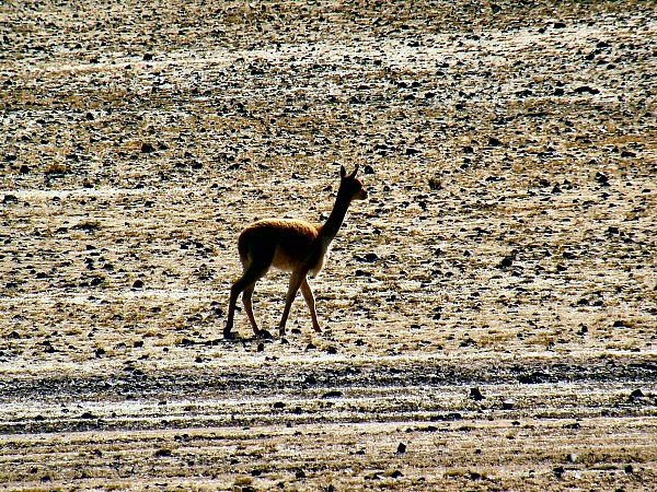 vicuna