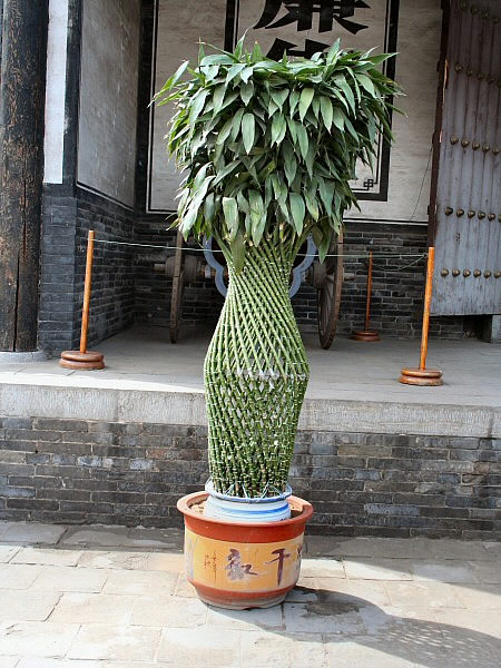 plant