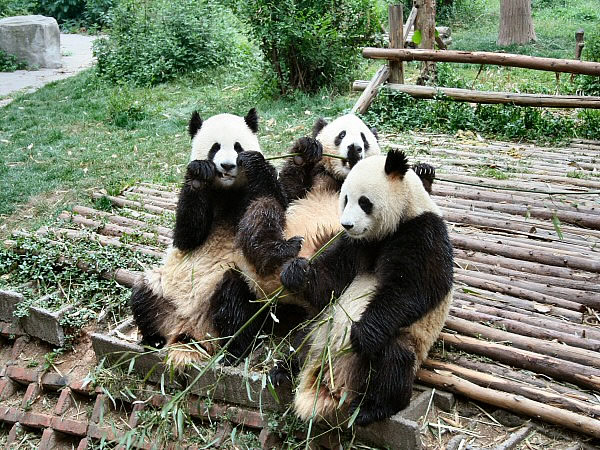 panda's