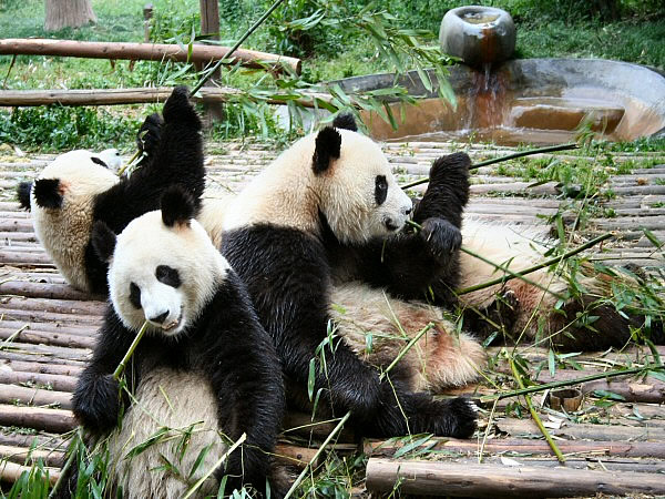 panda's