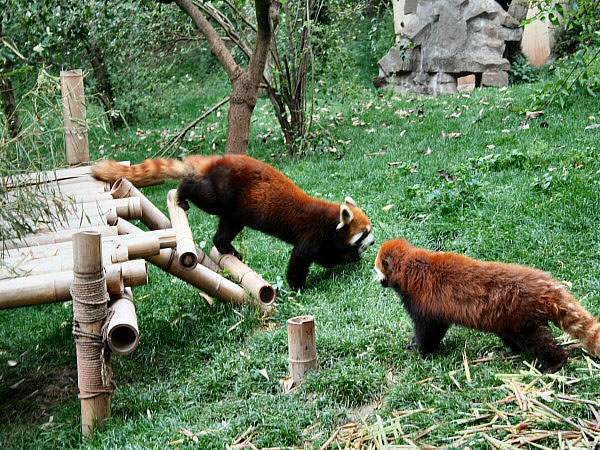 panda's