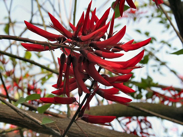 bloem