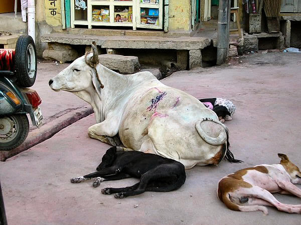jaisalmer