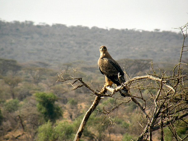 roofvogel