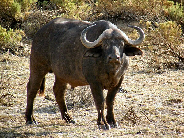 buffel