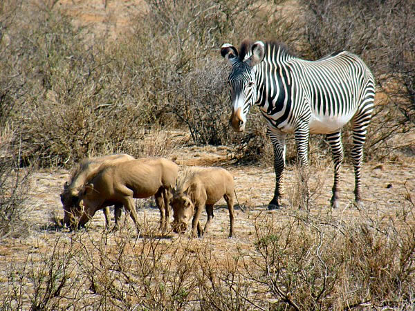 zebra en zwijnen