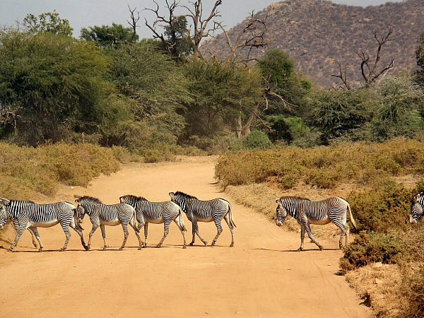 zebras