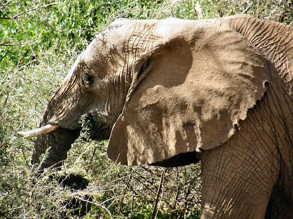 olifant