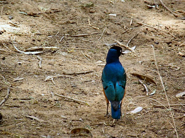 blauwe vogel