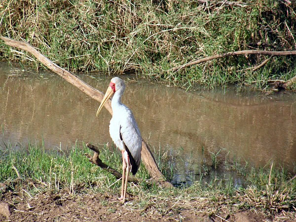 reiger