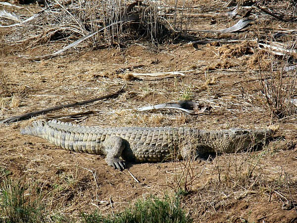 krokodil