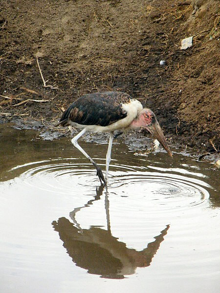 watervogel