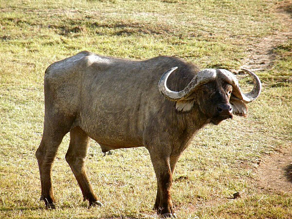 buffel