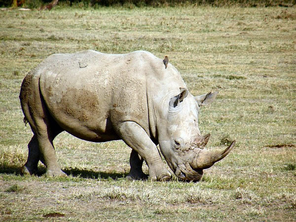 neushoorn
