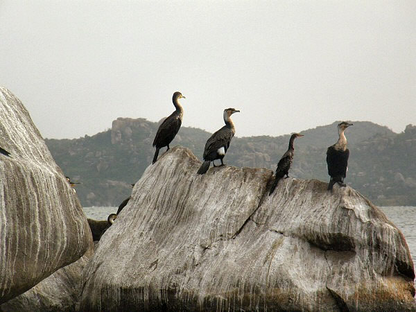 'reigers'