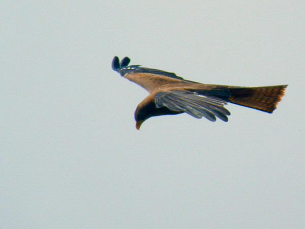 roofvogel