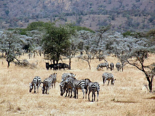 zebras en meer