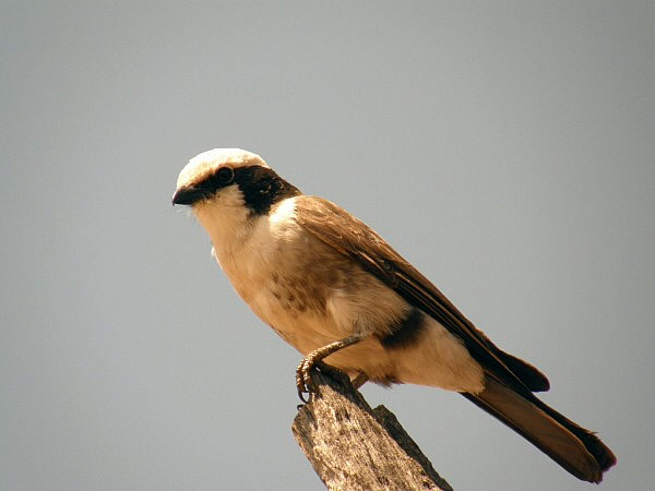 close-up vogel
