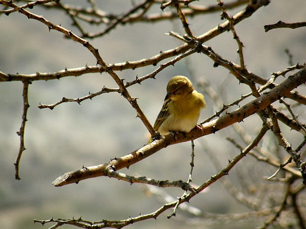 vogel