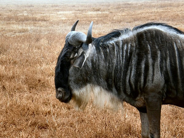 kudu