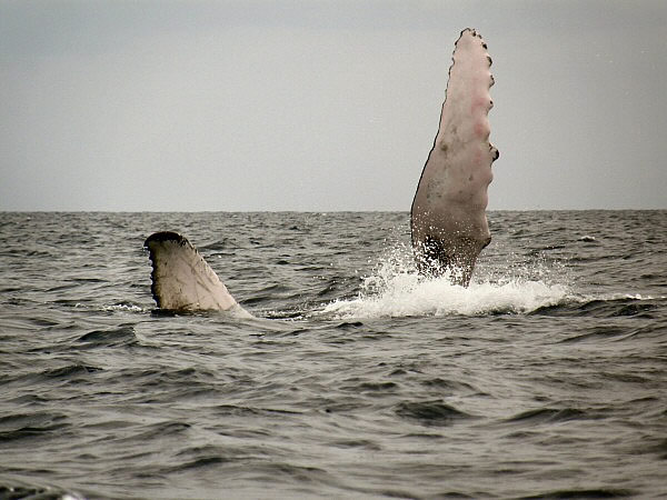 walvis