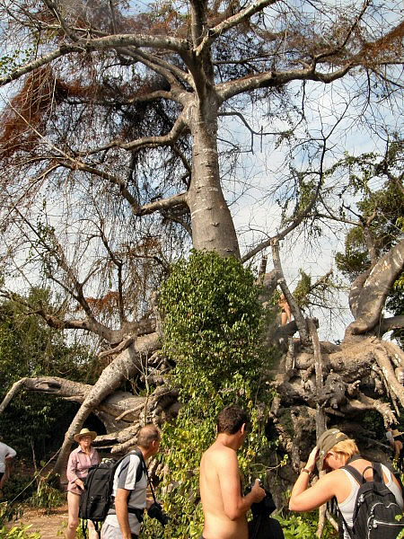 baobab