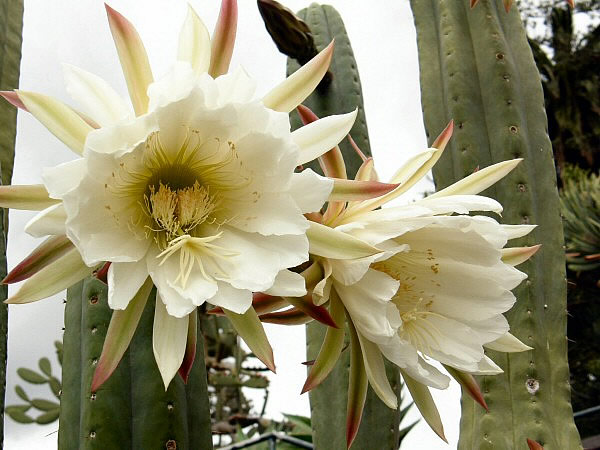 botanische tuin