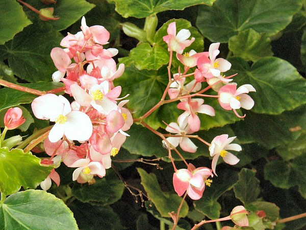 bloemen