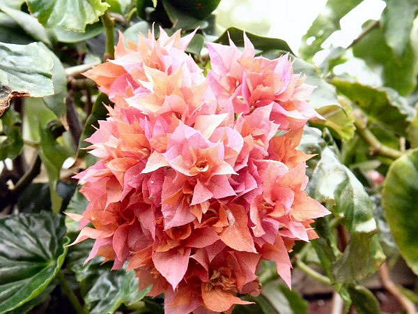 bloem