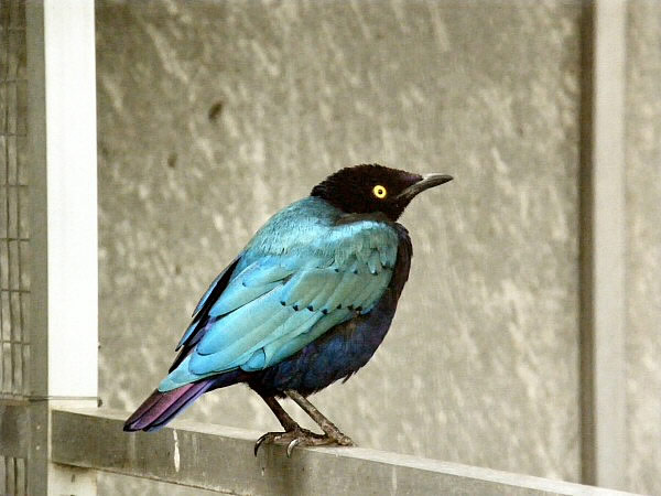 vogeltje