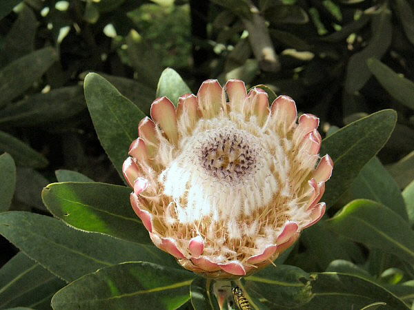 bloem