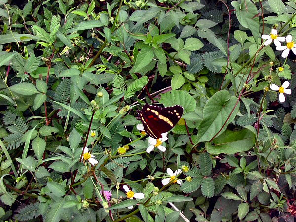 vlinder