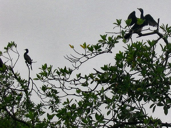 vogels
