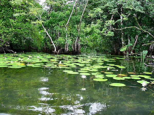 mangroves