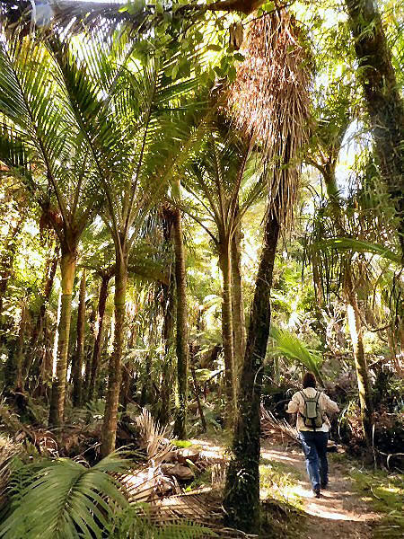 nikau palms