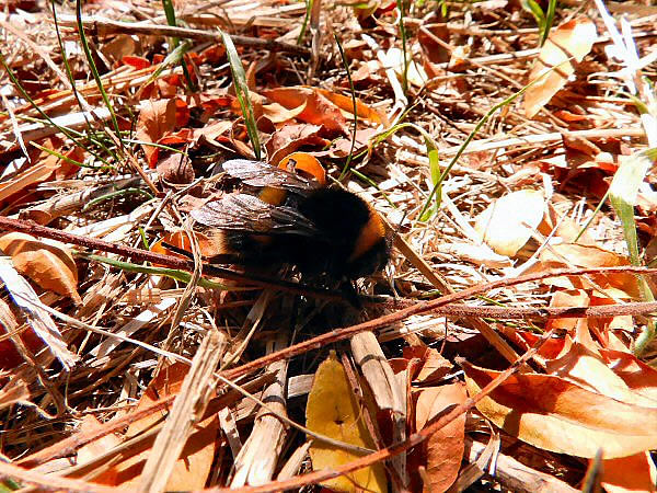 hommel