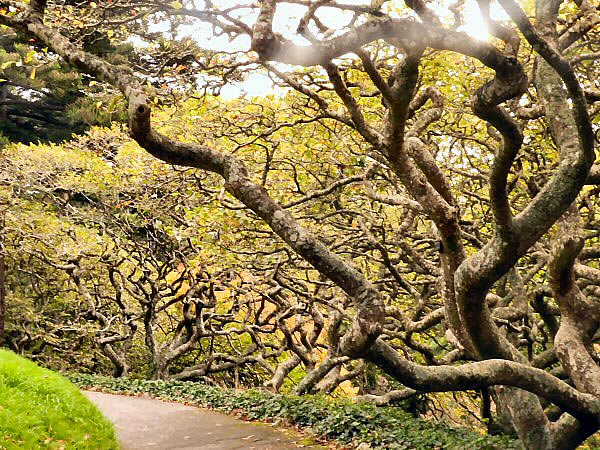 botanische tuin