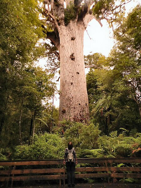 Tane Mahuta
