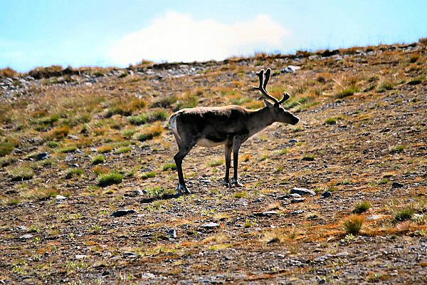 eland