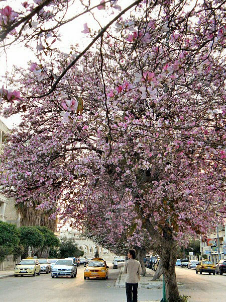 Latakia