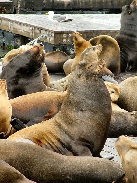 pier39