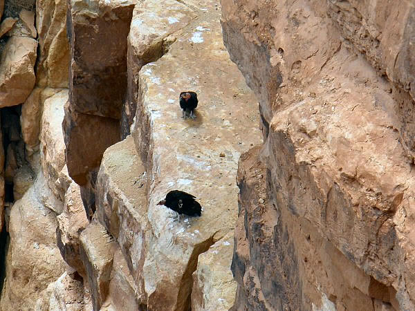 condors