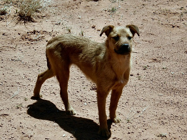 hond