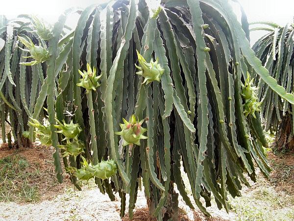 dragon fruit