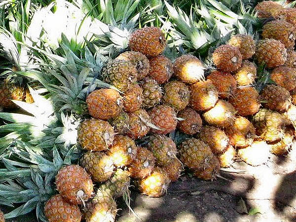ananas