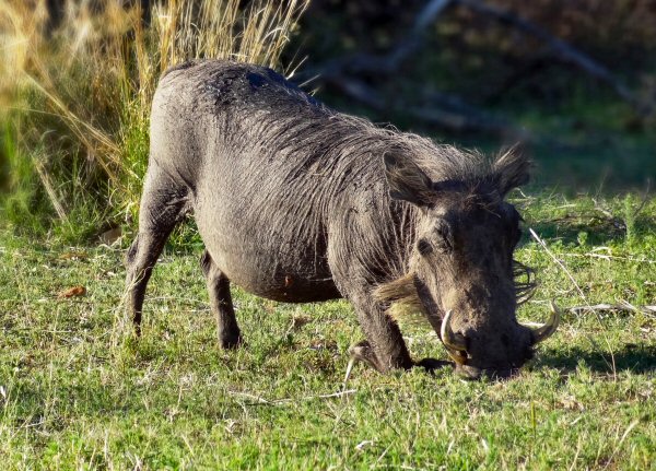 warthog